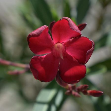 Palmengarten Finning Экстерьер фото